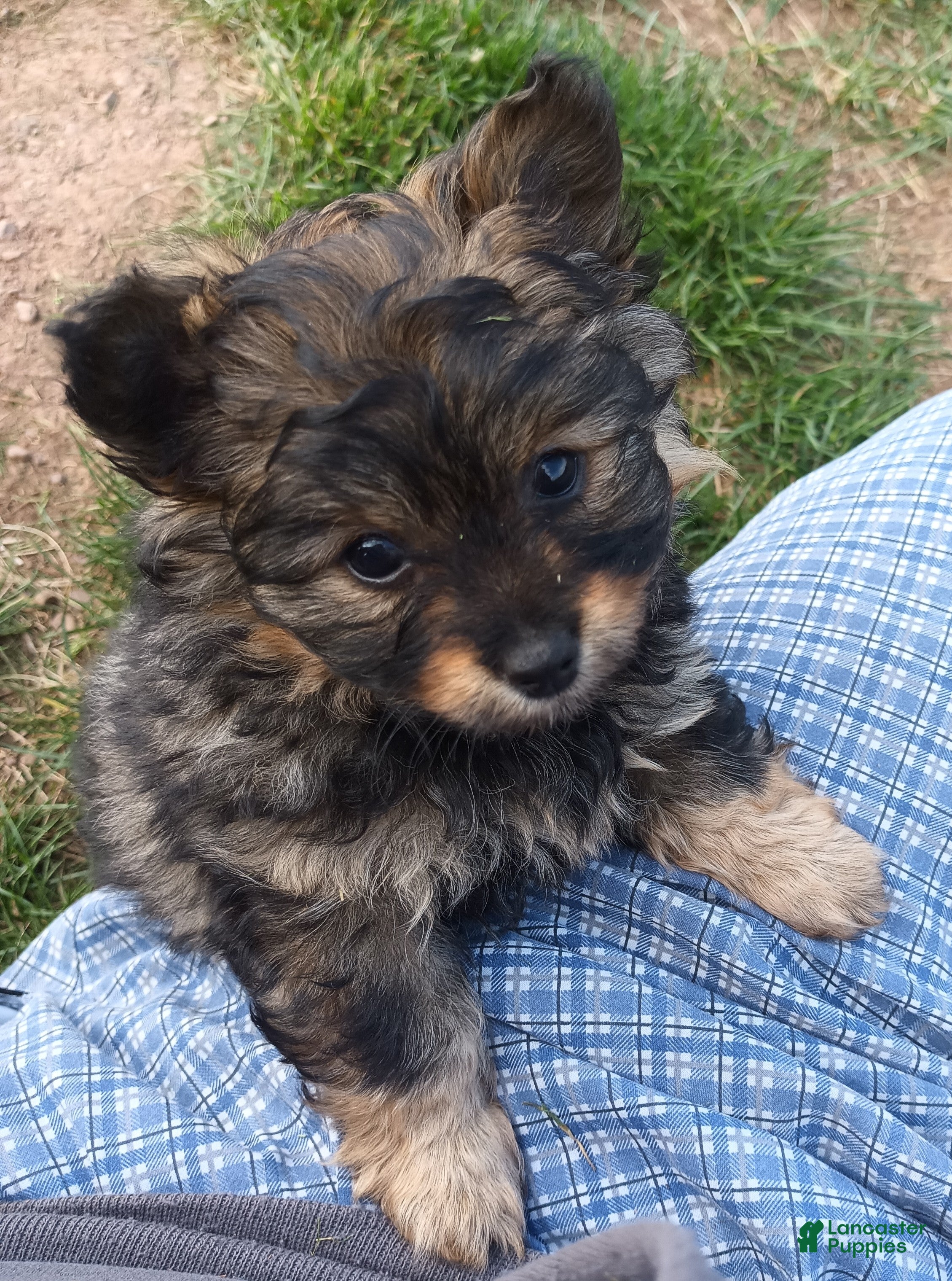 Pomapoo dogs Mocha - Ad 2