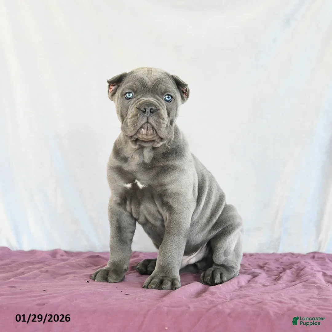 Cane Corso dogs for sale: Maverick - Ad 5