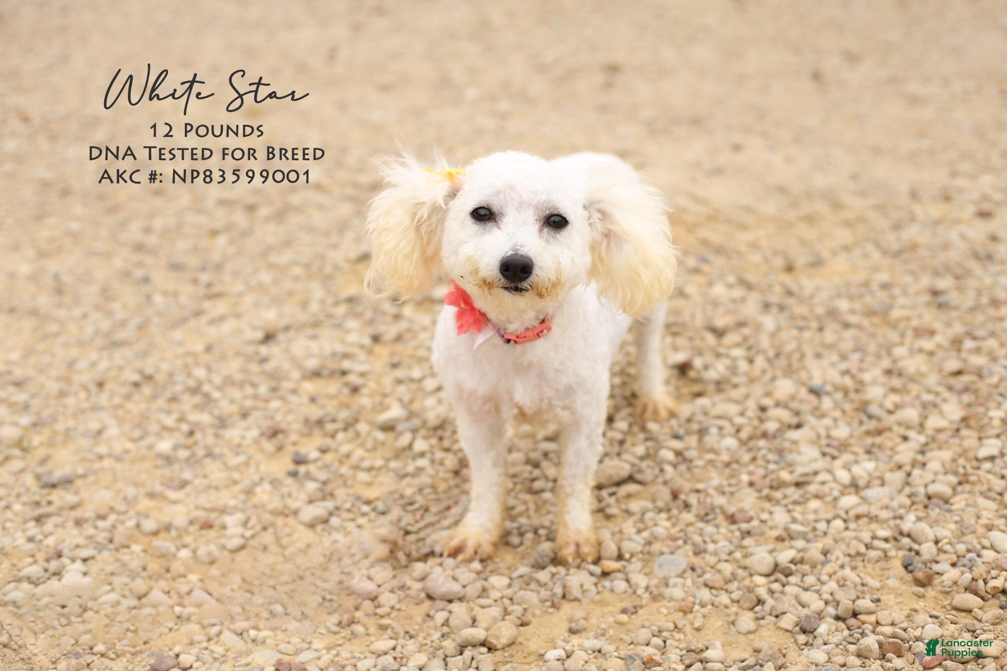 Bichon Frise dogs Masko - Ad 2