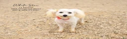 Bichon Frise dogs for sale: Marty - Ad 2