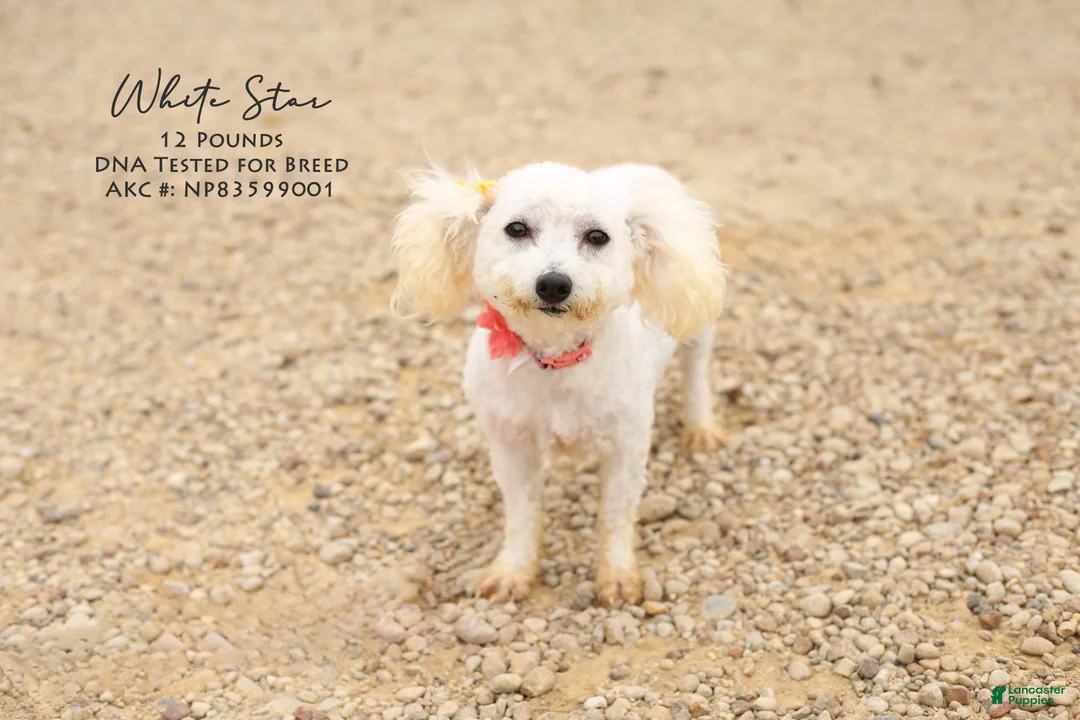 Bichon Frise dogs for sale: Marty - Ad 2