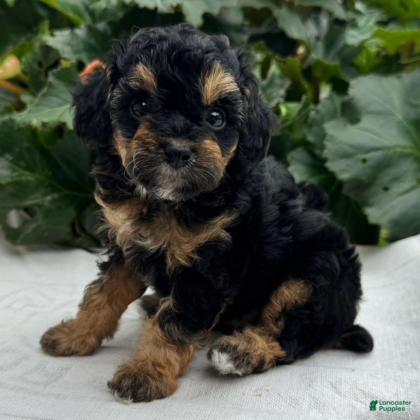 Miniature Poodle dogs Faith - Ad 2