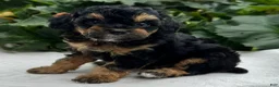 Miniature Poodle dogs for sale: Faith - Ad 2