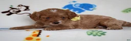 Cavapoo dogs for sale: Julie - Ad 1