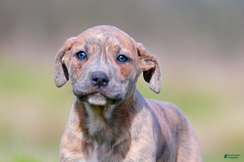 Mixed Breed dogs Junco - European Doberdane Blue Brindle! - Ad 1
