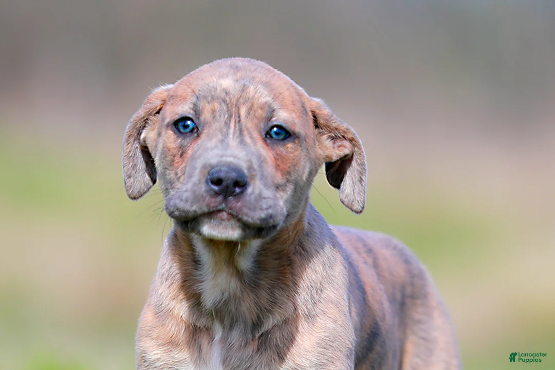 Mixed Breed dogs for sale: Junco - European Doberdane Blue Brindle! - Ad 1