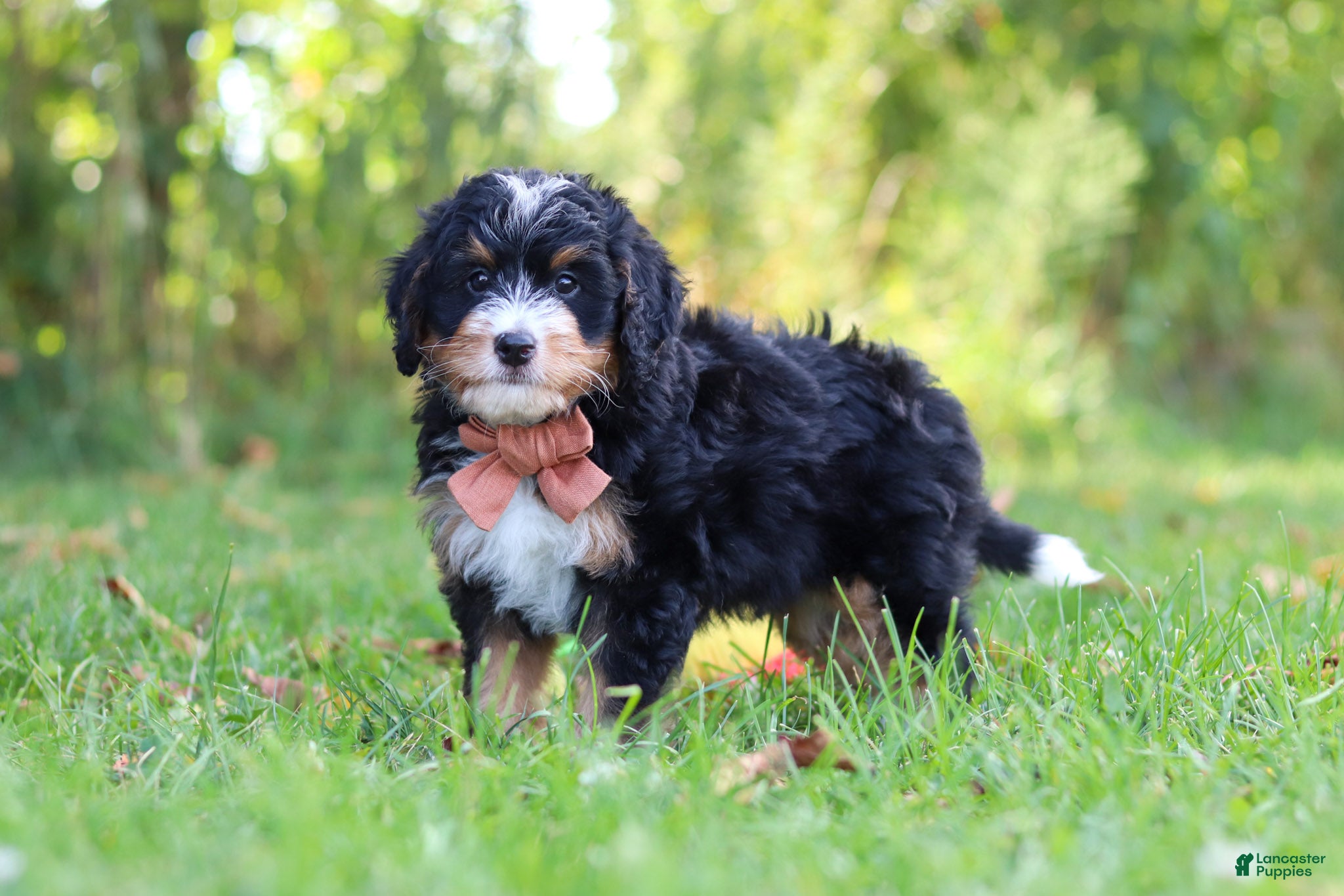 Mini Bernedoodle dogs Lonnie🐶 - Ad 2