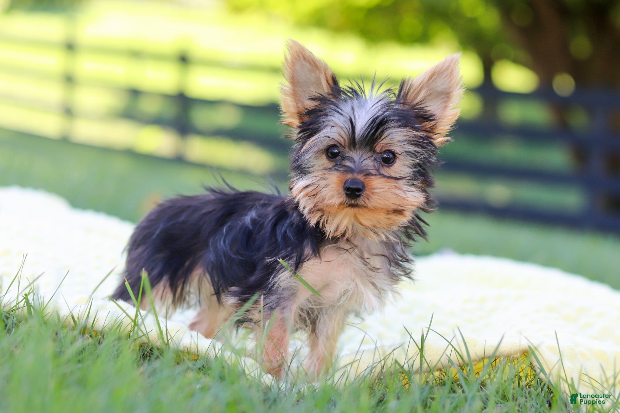 Yorkshire Terrier dogs Fiona - Ad 2