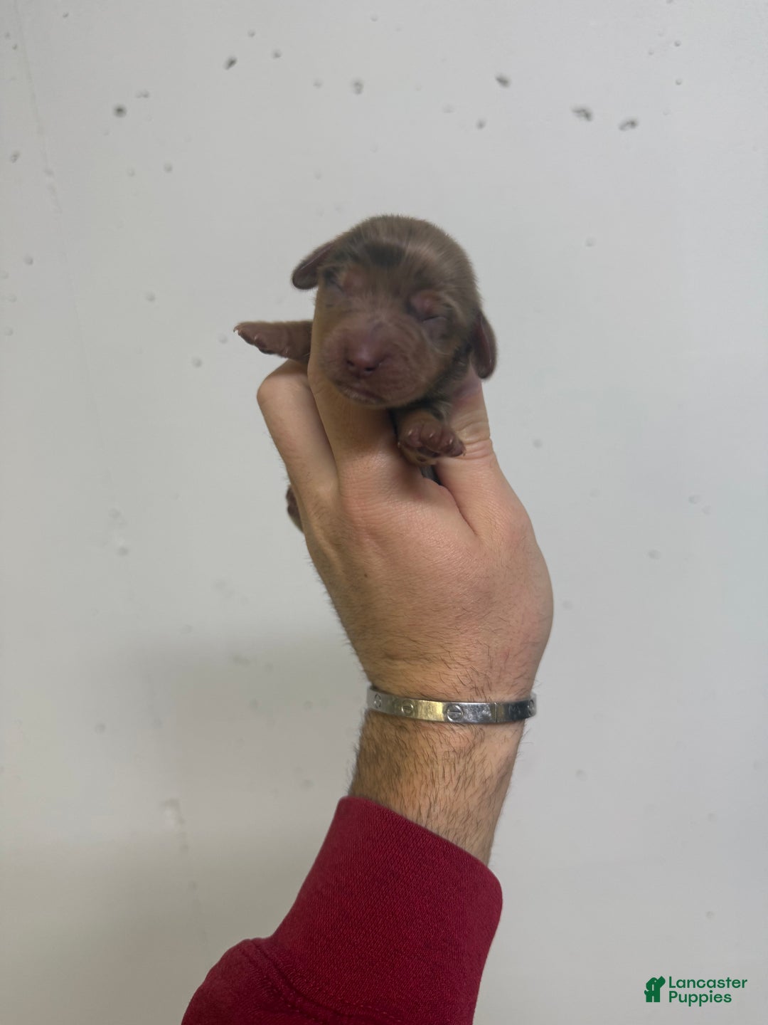 Miniature Dachshund dogs for sale: Caroline  - Ad 3