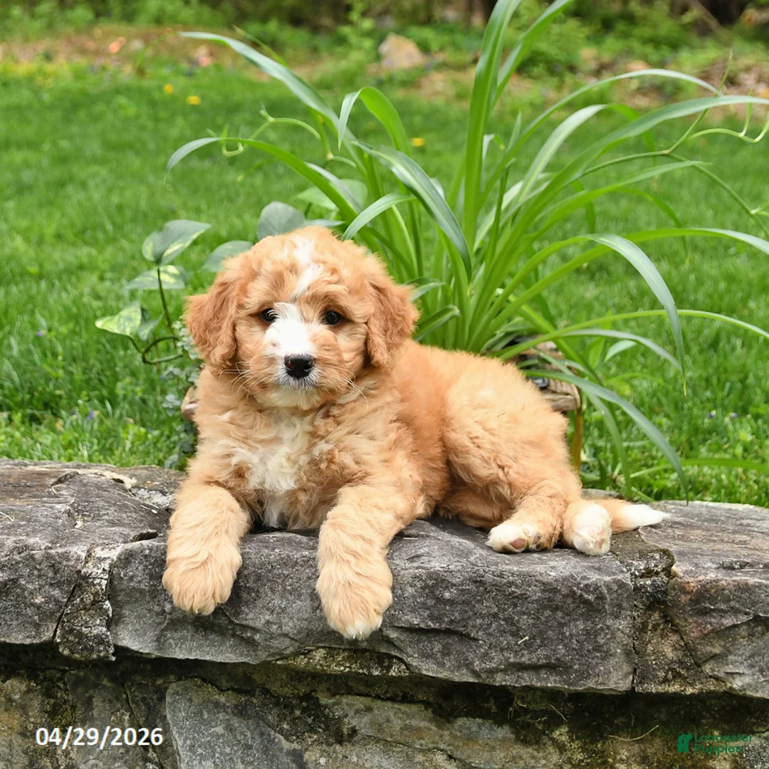 Bernedoodle dogs for sale: Lila  - Ad 2