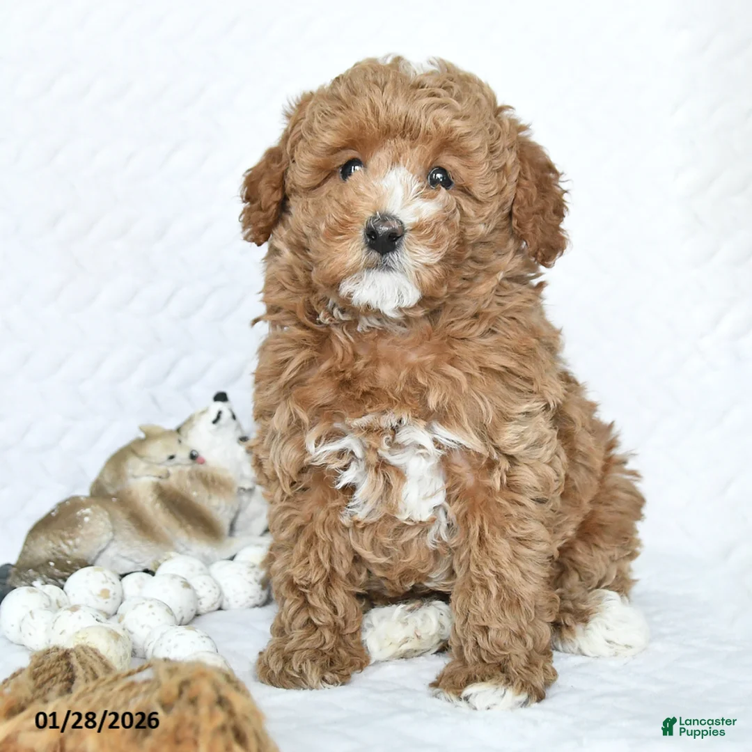 Miniature Poodle dogs for sale: Kuba - Ad 4