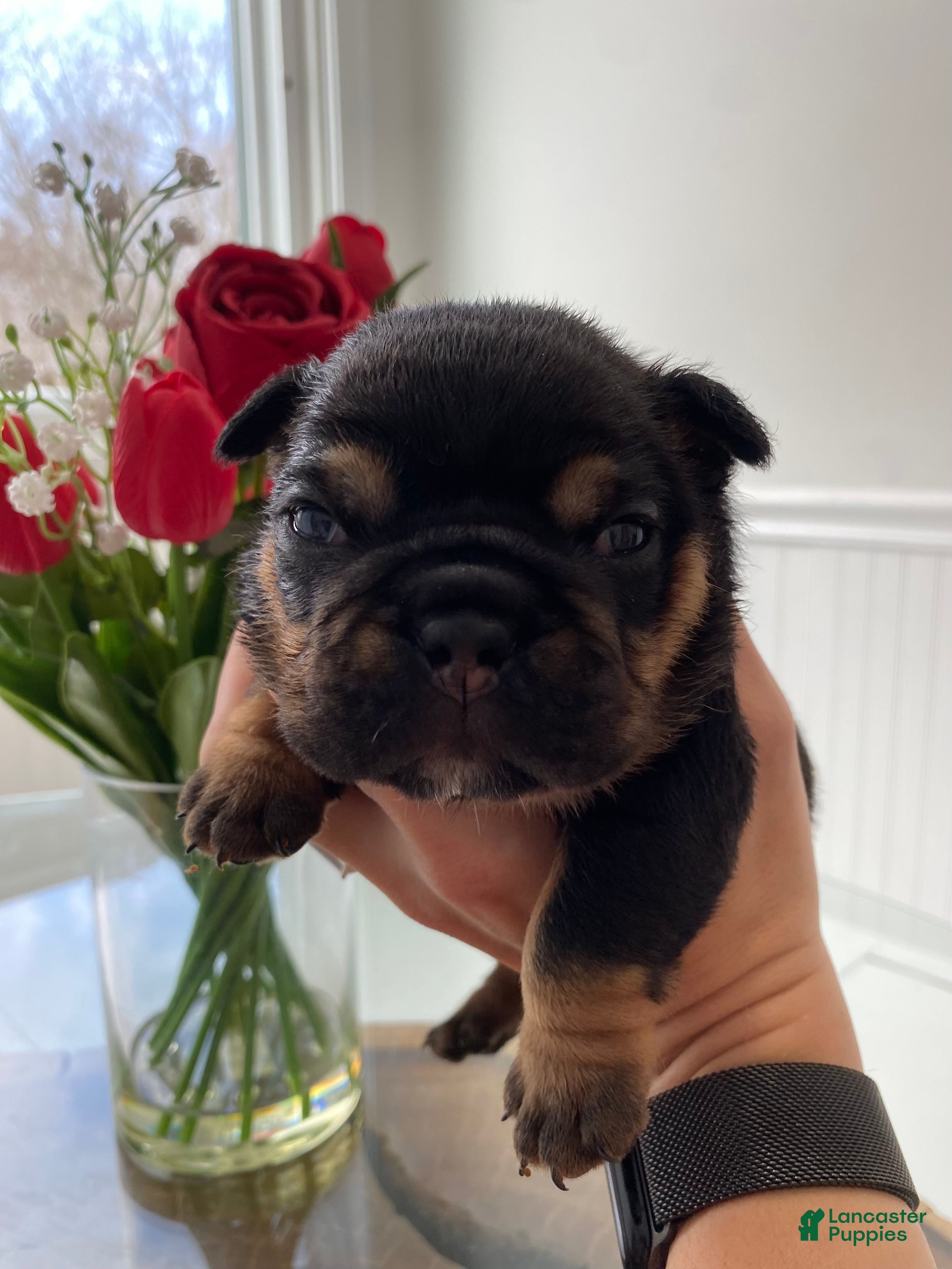 English Bulldog dogs Love - Ad 37