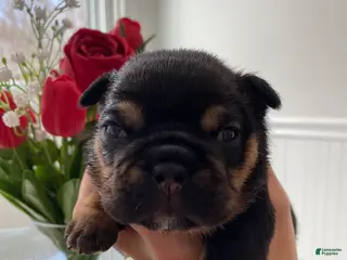 English Bulldog dogs Love - Ad 37