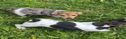 Jack Russell Terrier dogs for sale: Mango - Ad 4