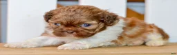 Shih Tzu dogs for sale: Brett - Ad 6