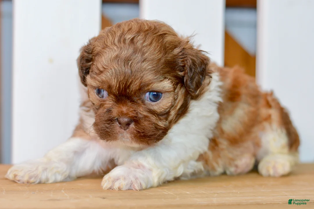 Shih Tzu dogs for sale: Brett - Ad 6