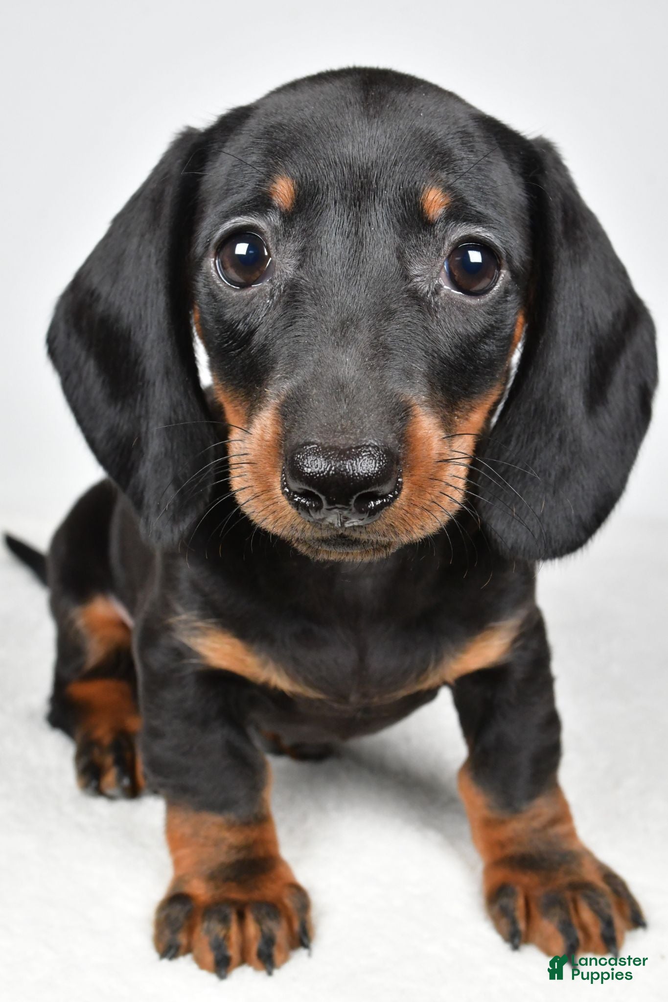 Dachshund dogs Remi - Ad 2