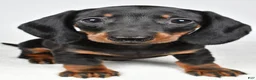 Dachshund dogs for sale: Remi - Ad 2