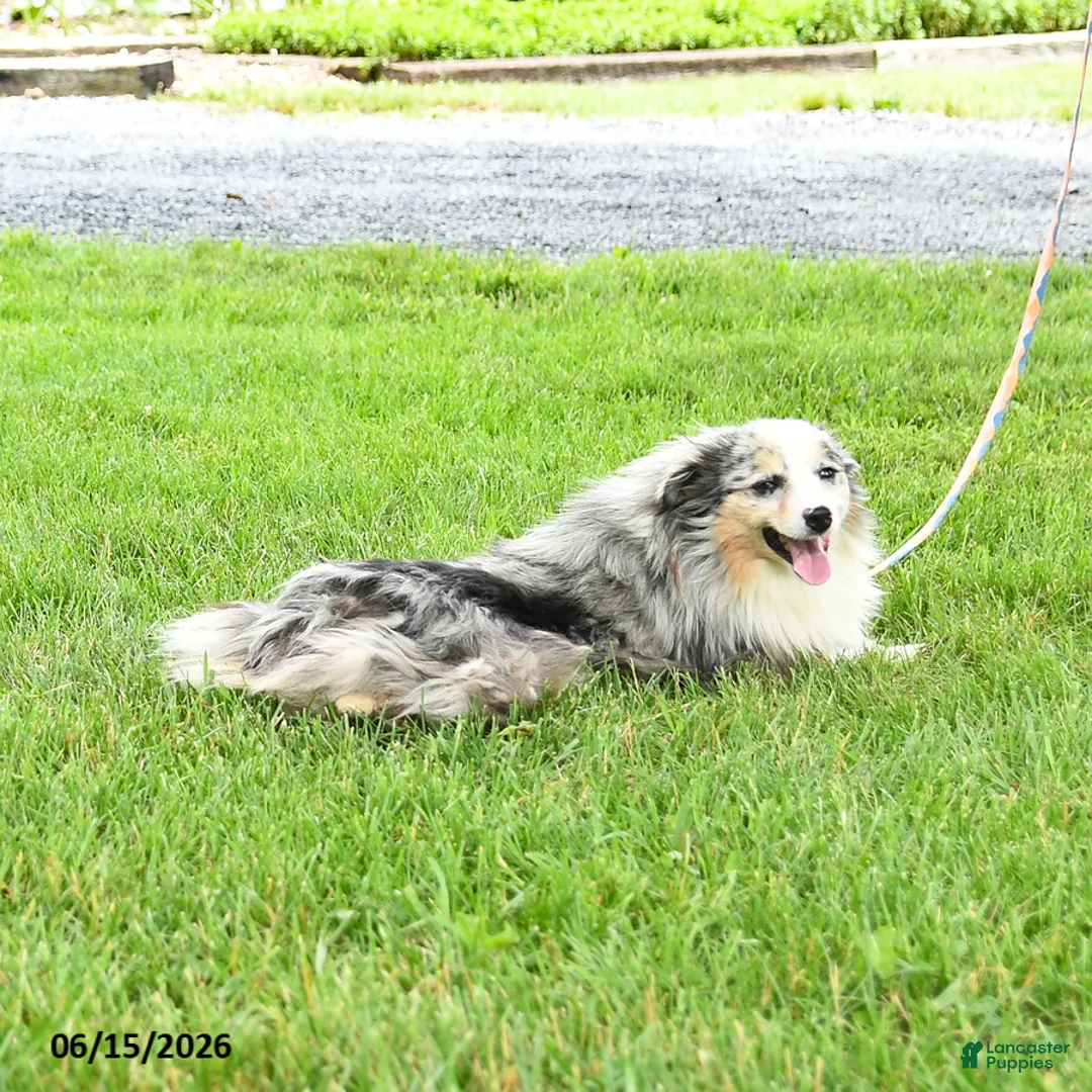 Miniature Australian Shepherd dogs for sale: Fletcher - Ad 3