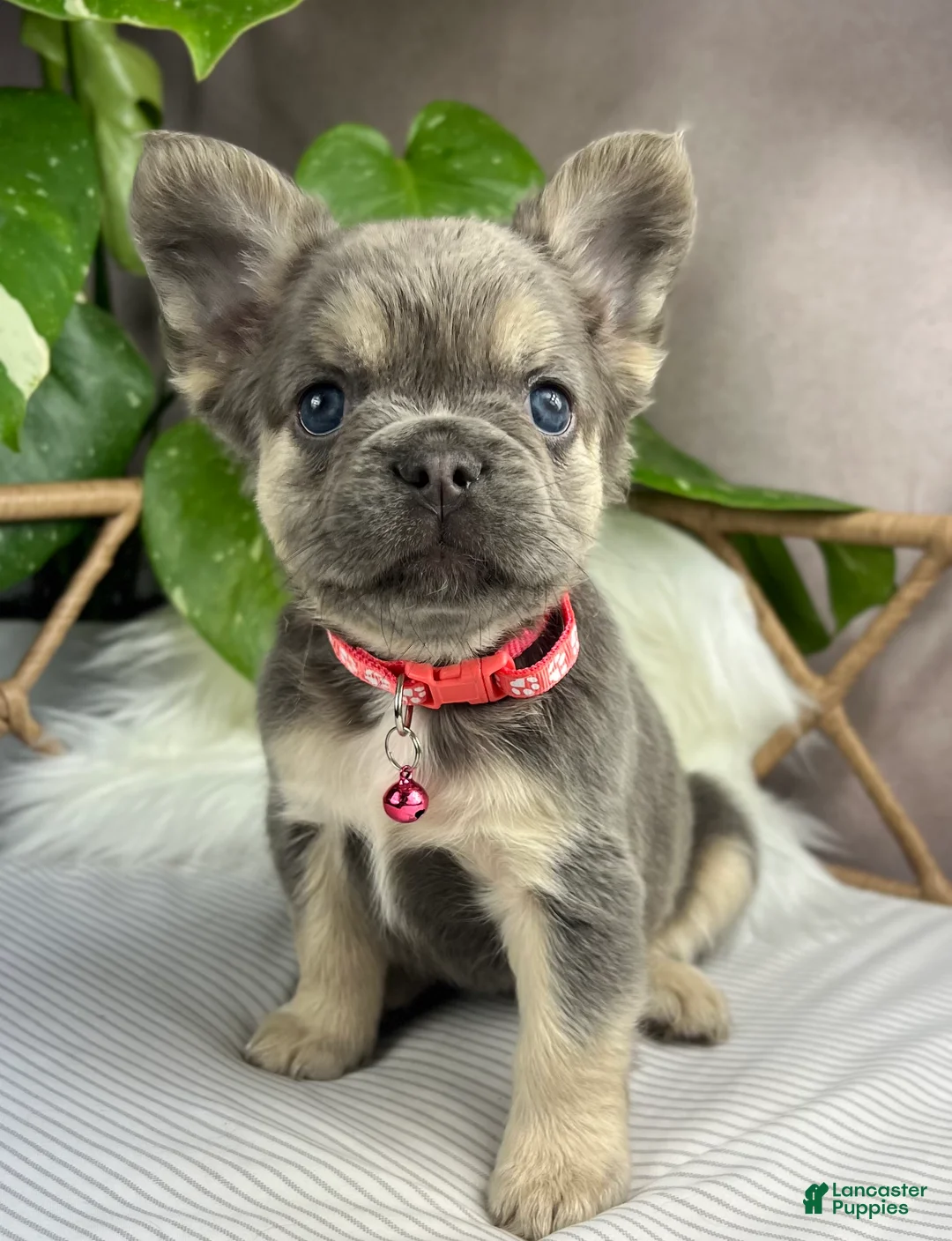 French Bulldog dogs for sale: Ember - Ad 1