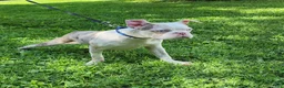 Boston Terrier dogs for sale: Zephyr  - Ad 4