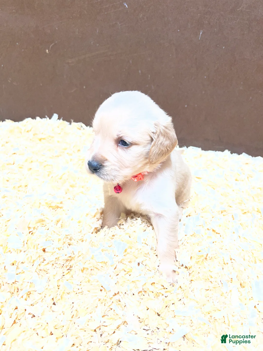 Golden Retriever dogs for sale: Peach - Ad 1