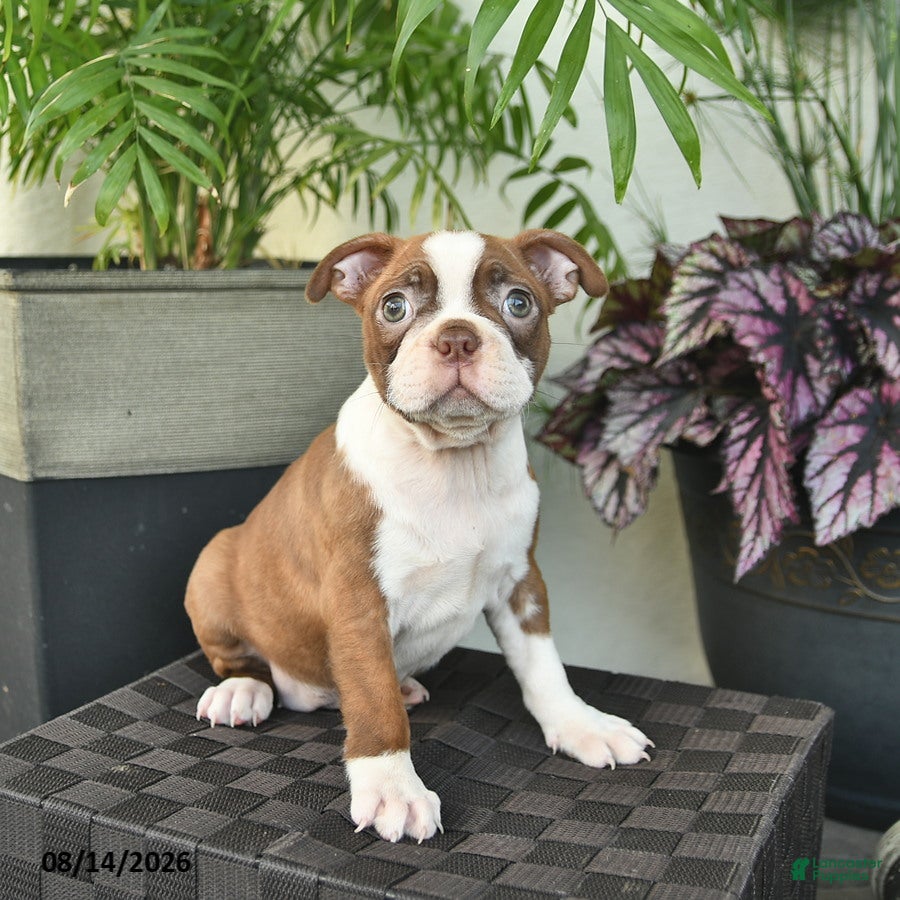 Boston Terrier dogs Ruby  - Ad 2