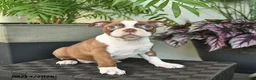 Boston Terrier dogs for sale: Ruby  - Ad 2