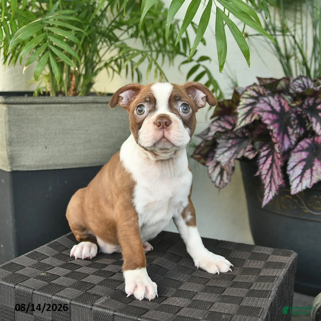 Boston Terrier dogs for sale: Ruby  - Ad 2