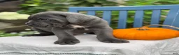Cane Corso dogs for sale: Diesel - Ad 15