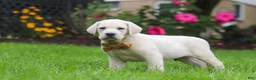 Labrador Retriever dogs for sale: Bernie - Ad 5