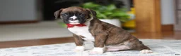 Boxer dogs for sale: Tyson - Ad 5