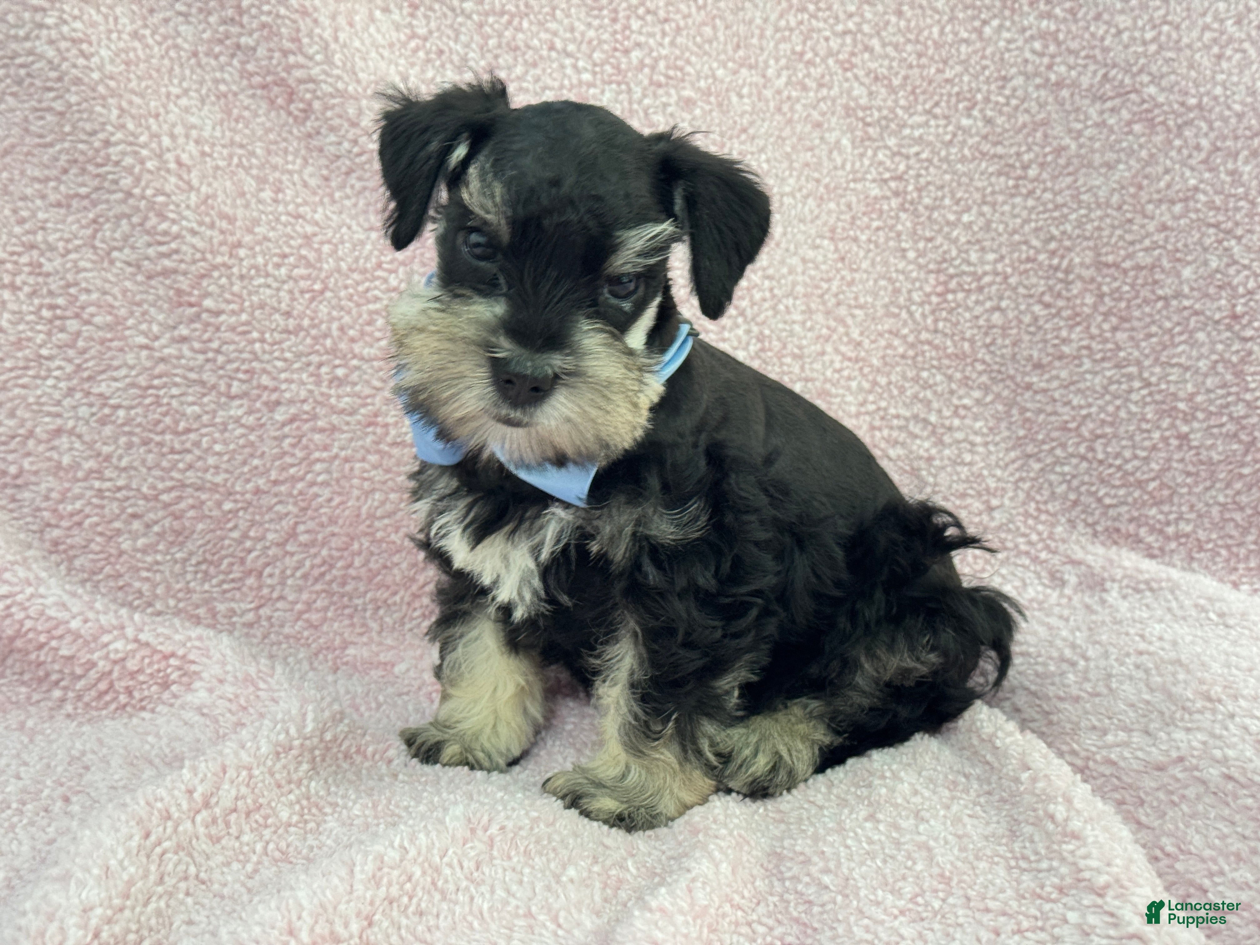 Miniature Schnauzer dogs Mae Male 1 Black & Silver AKC - Ad 27