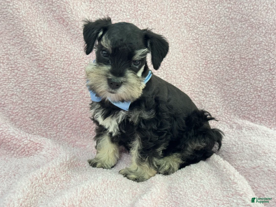 Miniature Schnauzer dogs for sale: Mae Male 1 Black & Silver AKC - Ad 1