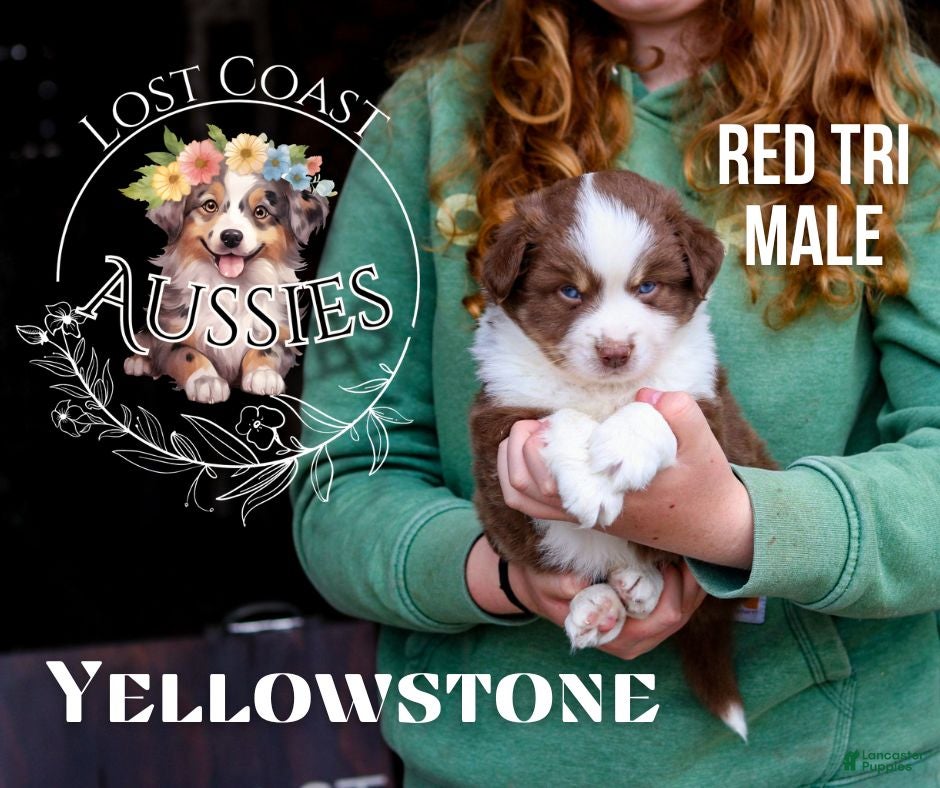 Miniature Australian Shepherd dogs Yellowstone - Ad 10