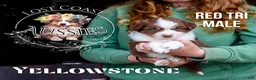 Miniature Australian Shepherd dogs for sale: Yellowstone - Ad 1