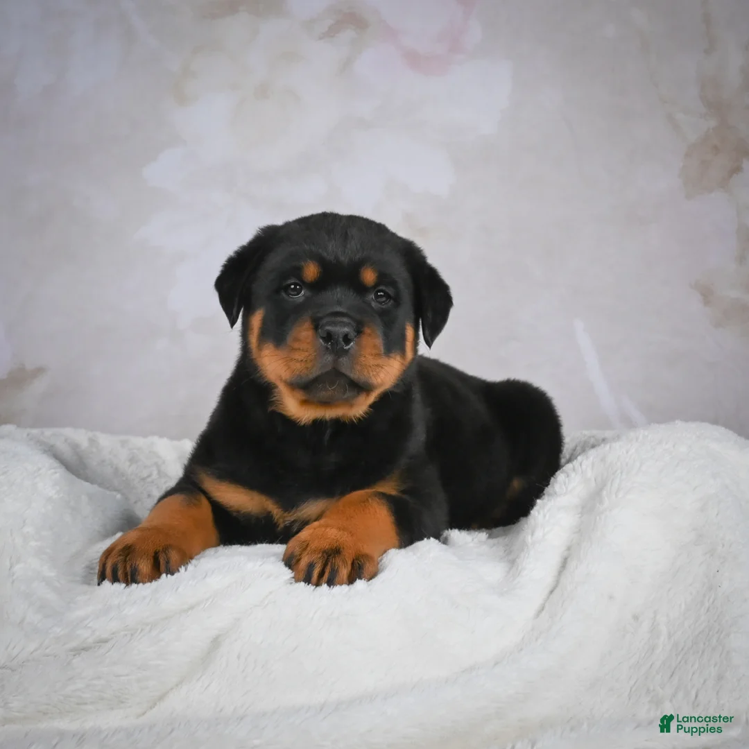 Rottweiler dogs for sale: Monarch - Ad 4