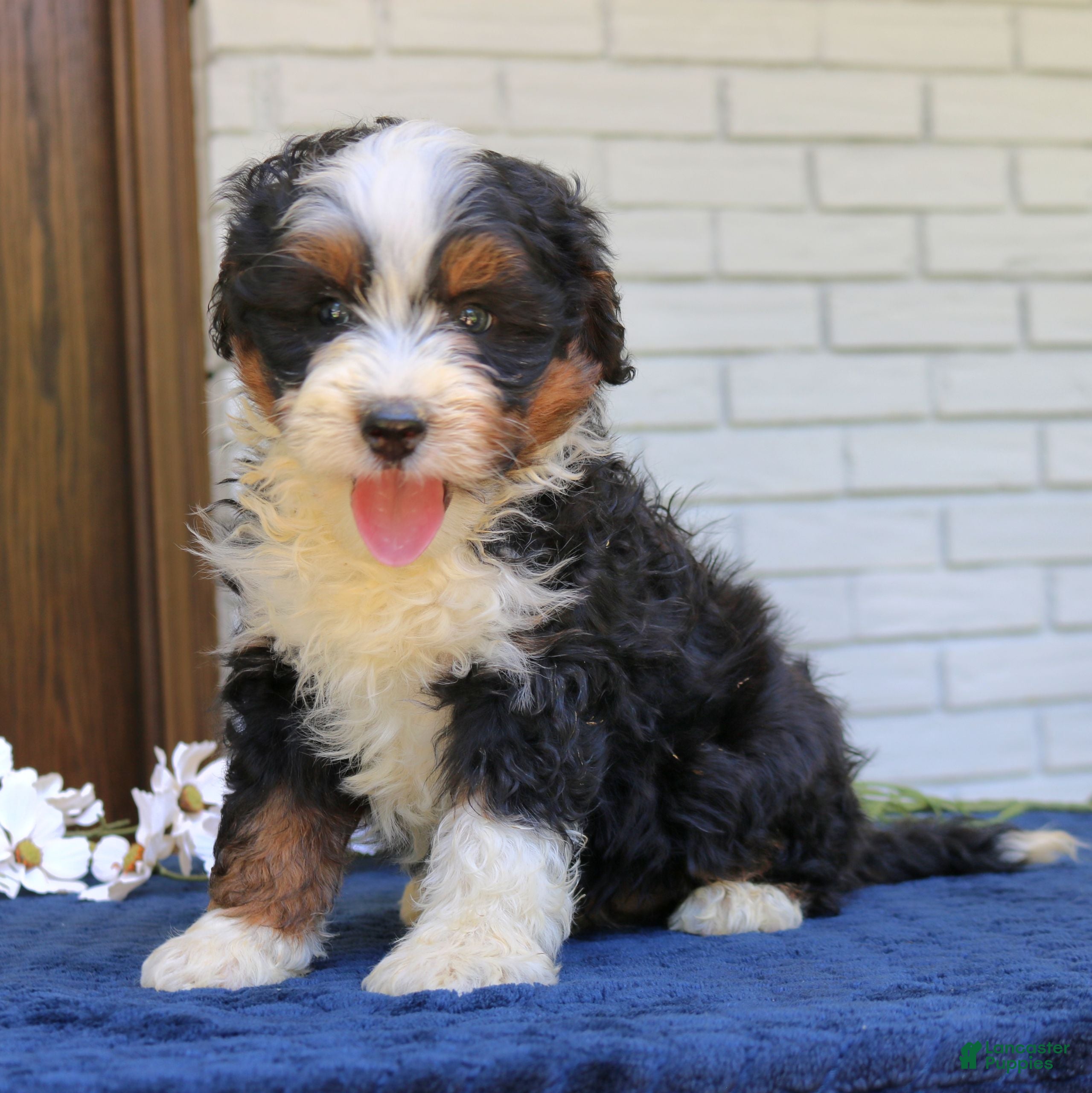 Mini Bernedoodle dogs Ranger  - Ad 1