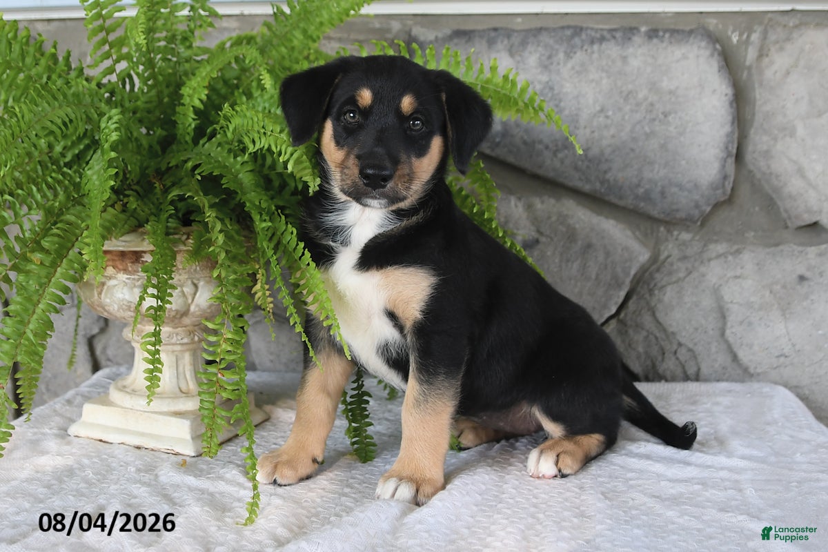 Mixed Breed dogs for sale: Lovable Lilly - Ad 2