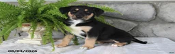 Mixed Breed dogs for sale: Lovable Lilly - Ad 1