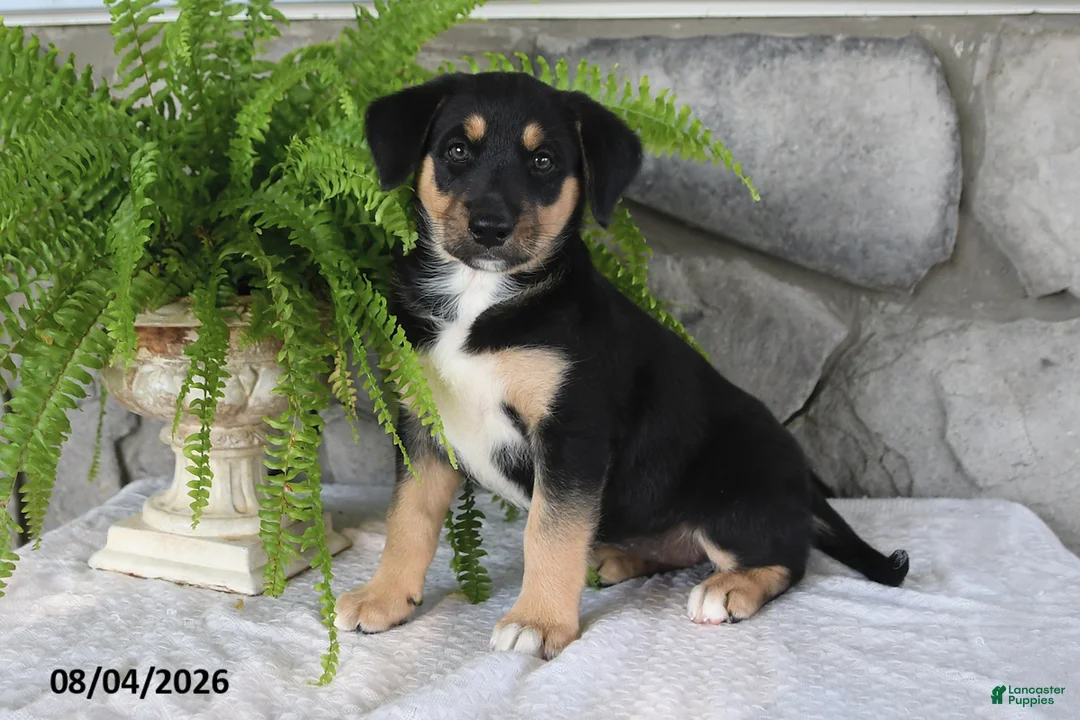 Mixed Breed dogs for sale: Lovable Lilly - Ad 1