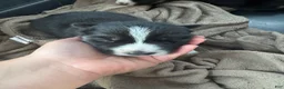 Siberian Husky dogs for sale: Ace - Ad 5