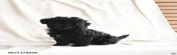 Miniature Poodle dogs for sale: Holly - Ad 1