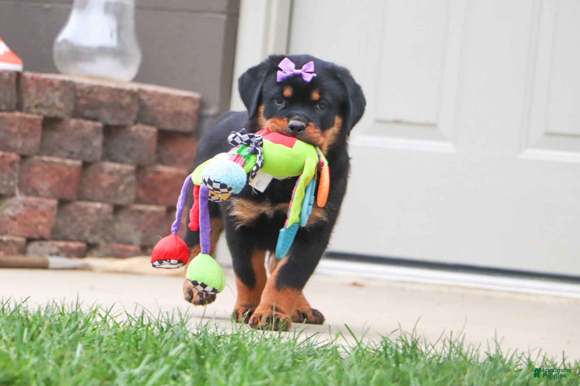 Rottweiler dogs Mia - Ad 1