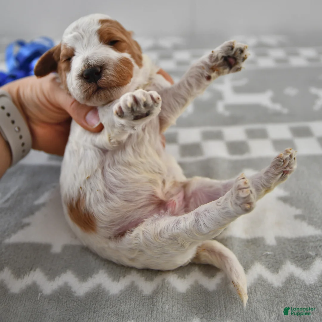 Mini Goldendoodle dogs for sale: Cooper - Ad 19