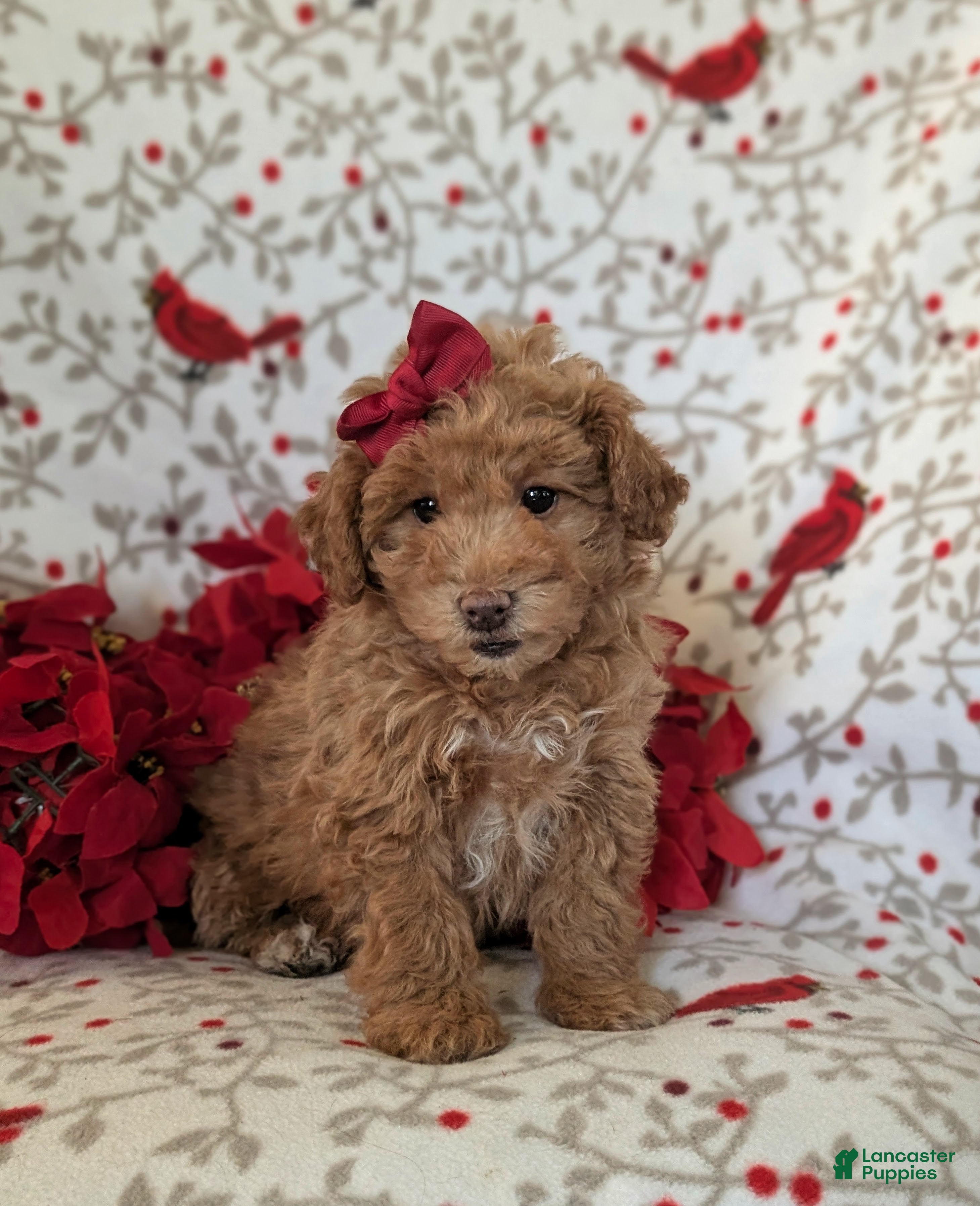 Bichpoo dogs Whitney 9 lbs full growm - Ad 7