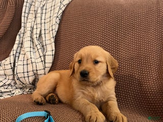 Golden Retriever dogs - Ad 12