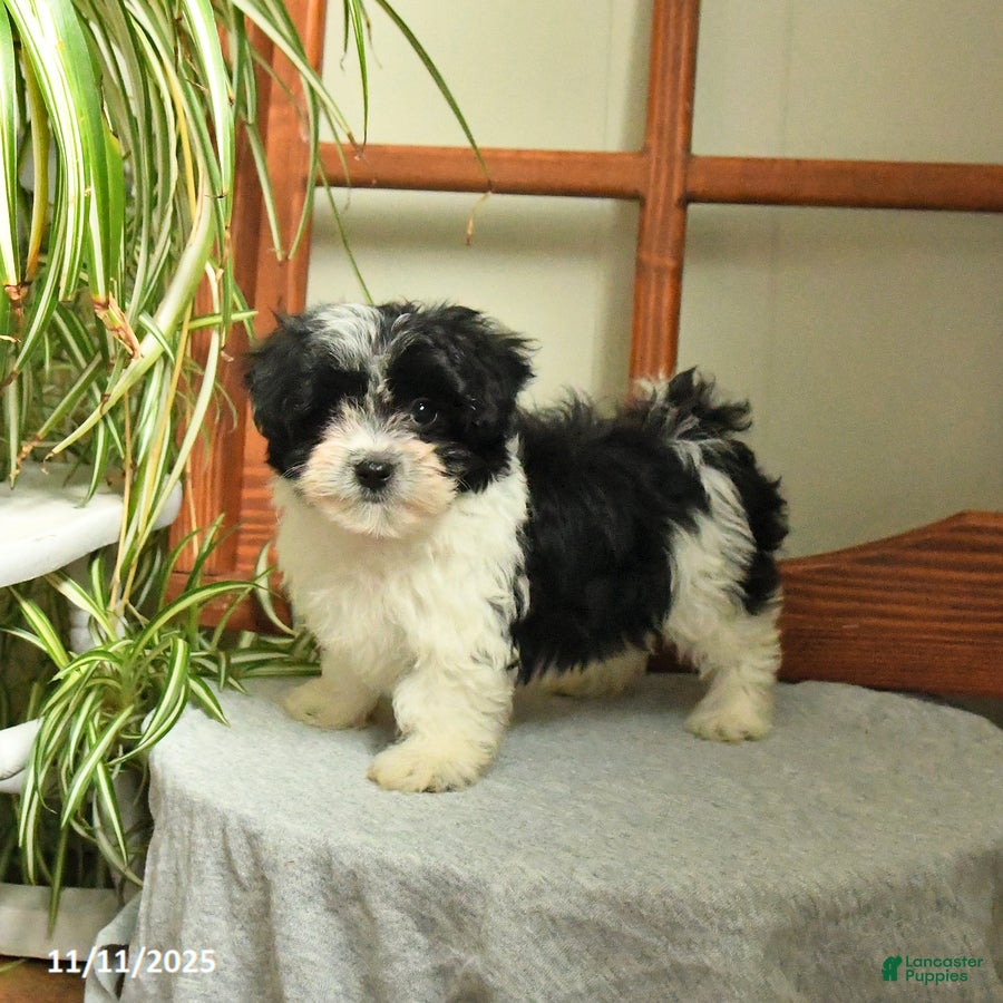 Mixed Breed dogs Sammy - Ad 35