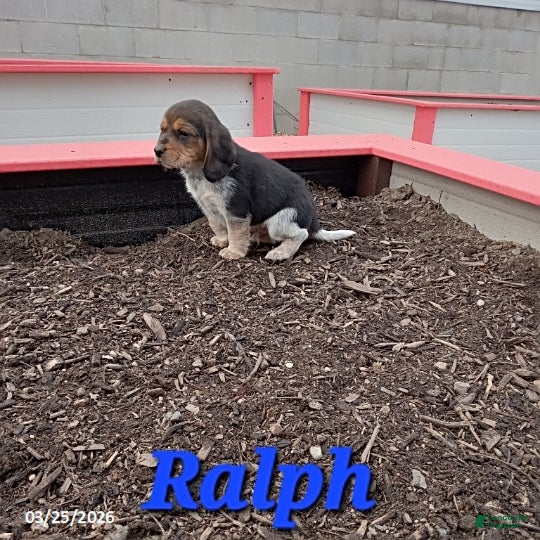 Beagle dogs Ralph - Ad 27