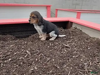 Beagle dogs Ralph - Ad 21